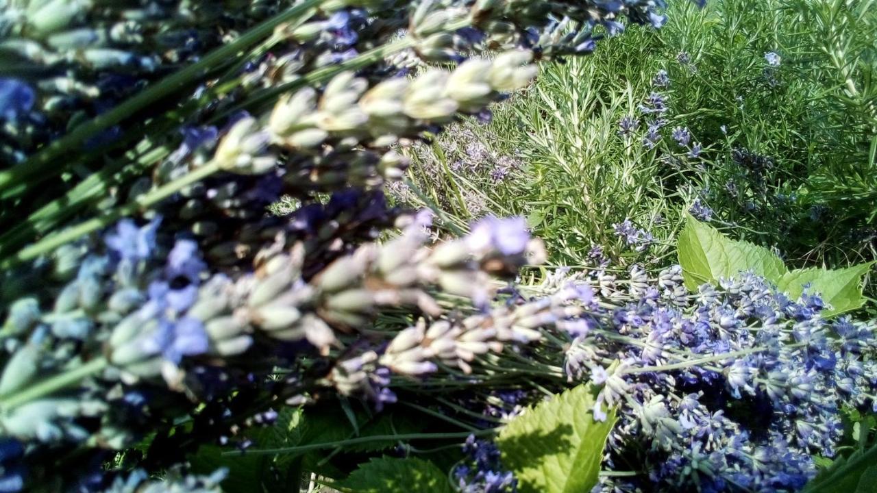 Soba Lavanda Kladovo Bagian luar foto